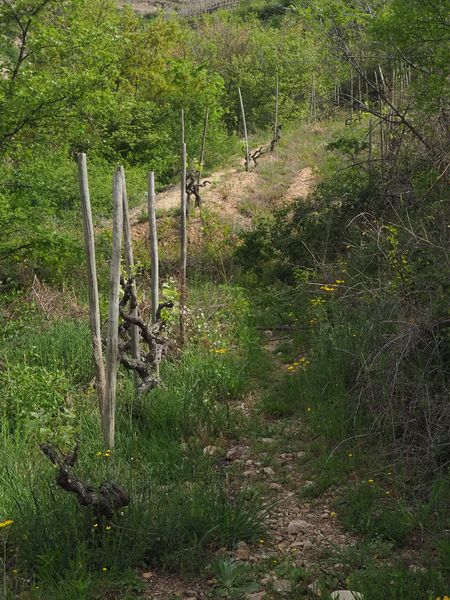 Vines are planted everywhere, even in thie small ravine